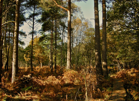 Baddesley Common, by Steve Page