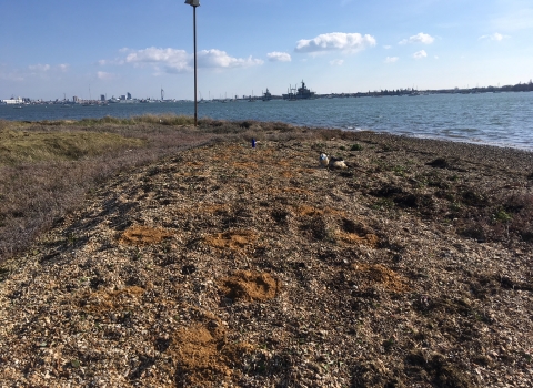 Improved shingle spits with sand patches on Pewit Island