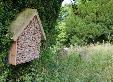 Insect home © David Kilbey