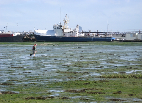Surveying for seagrass on the Solent coast