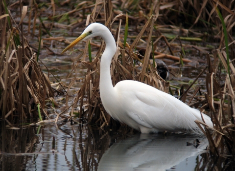 Walter the great white egret at Blashford Lakes