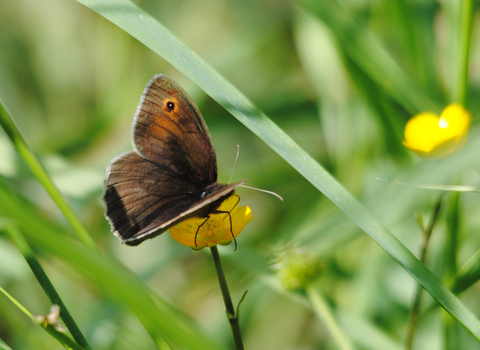 Meadow Brown © Amy Lewis