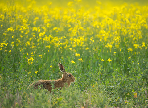 Hare in oilseed rape field