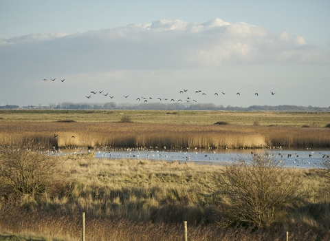 Farlington Marshes by Steve Page