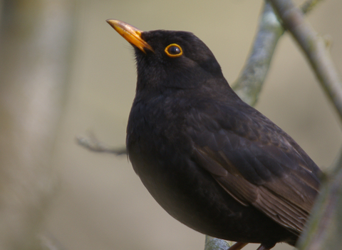 Blackbird © Neil Aldridge