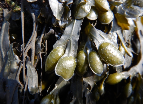 Fucus guiryi seaweed © Jenny Mallinson