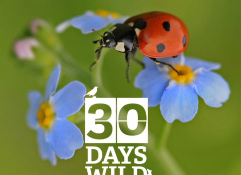 30 Days Wild © Jon Hawkins / Surrey Hills Photography