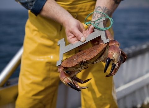 Shore crab being measured © Toby Roxburgh/2020VISION