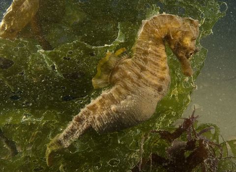 Short snouted seahorse © Paul Naylor