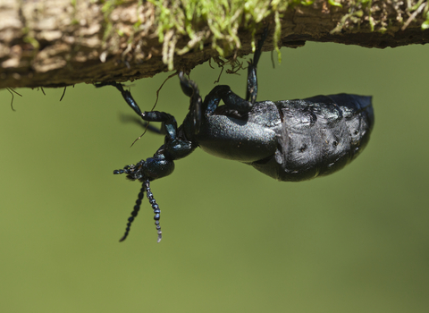 Oil beetle 