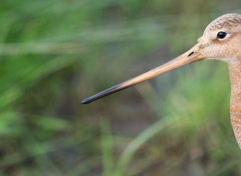 Black Tailed Godwit