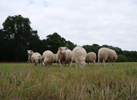 Sheep at College Copse 