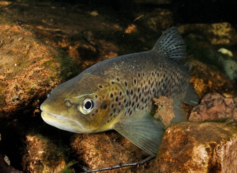 Brown trout (Salmo trutta) © Linda Pitkin/2020VISION