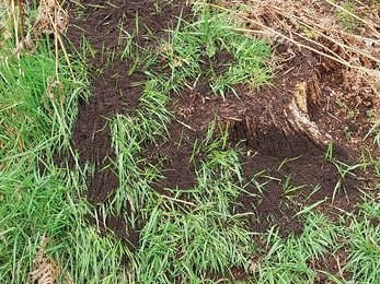 A top down view of a wood ant colony, the ants create a dark carpet mixed in with green long grass