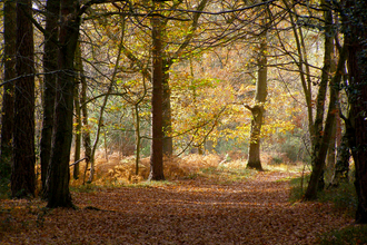 A forest path covered in autumn leaves through Pamber Forest 