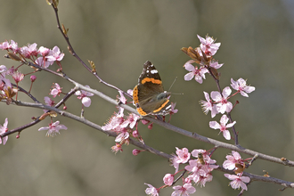 Red admiral on blossom