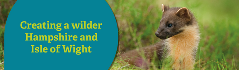 header image featuring circle with words "creating a wilder Hampshire & Isle of Wight" to the right of the image is a pine marten