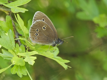 Ringlet