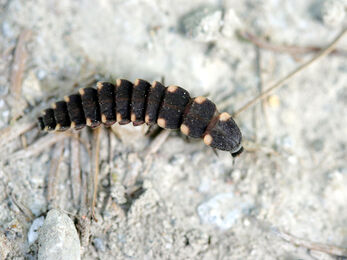 Glow-worm