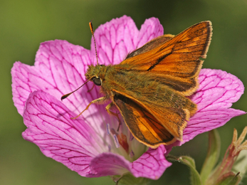 Large Skipper