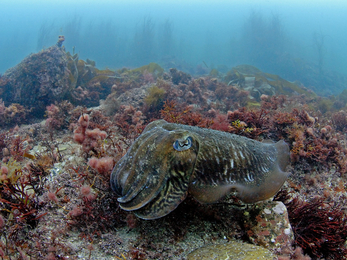 Cuttlefish © Paul Naylor