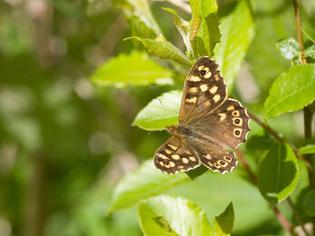 Speckled Wood