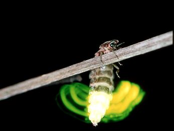 Glow-worm
