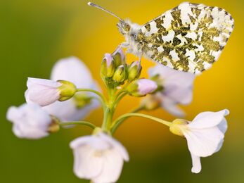 Orange Tip butterfly © Ross Hoddinott