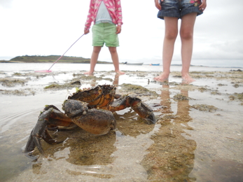 Crab on the beach © Adam Cormack