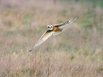 Short eared owl © Gareth Rees