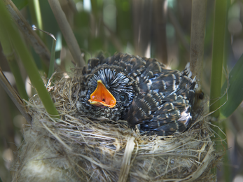 Cuckoo chick © David Tipling/2020VISION