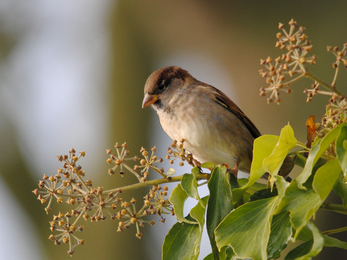 House sparrow in ivy