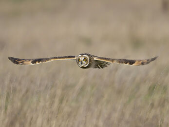 Short eared owl © John Hilton