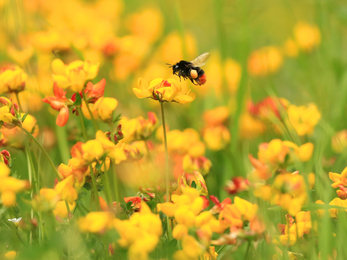 Red tailed bumblebee © Jon Hawkins SurreyHillsPhotography