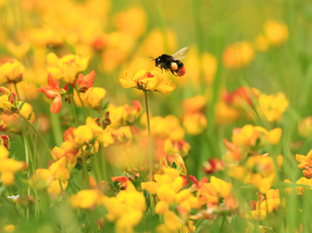 Red tailed bumblebee © Jon Hawkins SurreyHillsPhotography