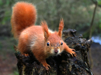 Curious red squirrel 