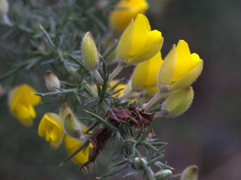 Gorse at Blashford Lakes nature reserve