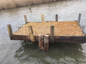 Tern raft at Farlington Marshes