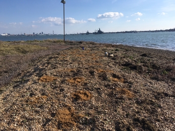 Improved shingle spits with sand patches on Pewit Island