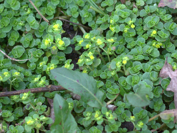 Opposite-leaved golden saxifrage at Blashford Lakes 