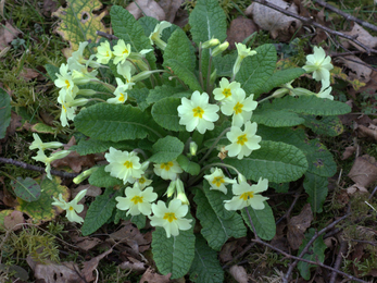 Primrose at Blashford Lakes nature reserve