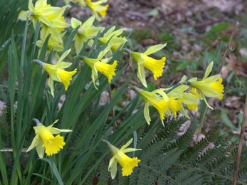 Wild daffodils at Blashford Lakes nature reserve 