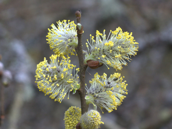 Willow catkins at Blashford Lakes 