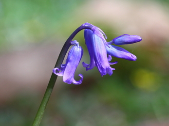 Native bluebell at Blashford Lakes