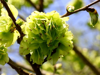 Elm flowers at Blashford Lakes