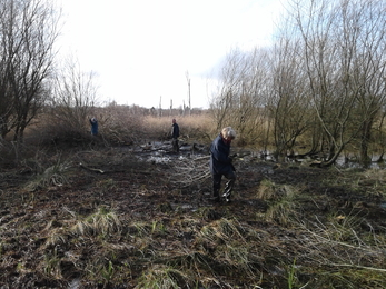 Fishlake Meadows volunteers moving willow scrub