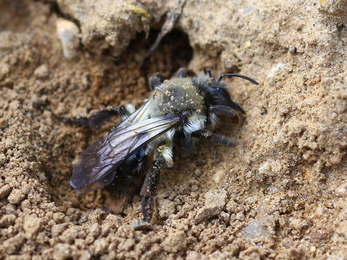 Grey-backed mining bee at Blashford Lakes