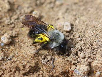 Grey-backed mining bee with pollen at Blashford Lakes