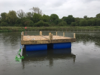 Tern raft at Budds Farm near Southmoor