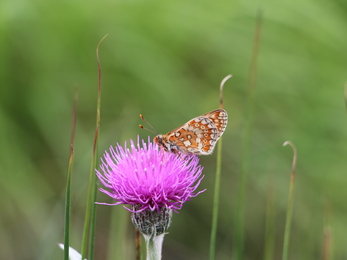 Marsh fritillary butterfly nectaring on meadow thistle